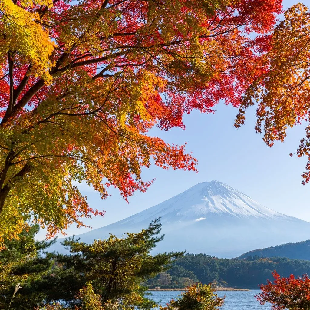 Autumn Trees by Mount Fuji