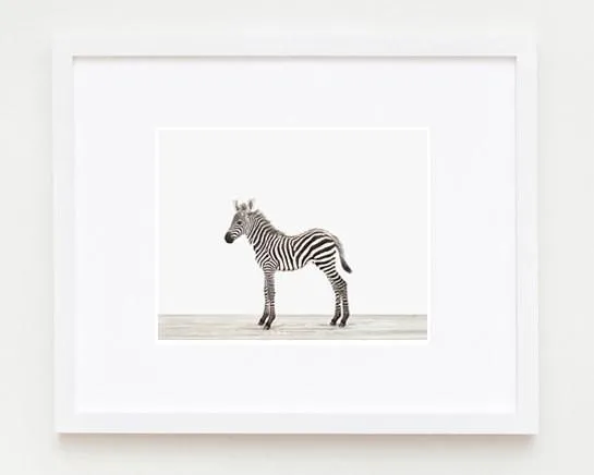 Baby Zebra Print