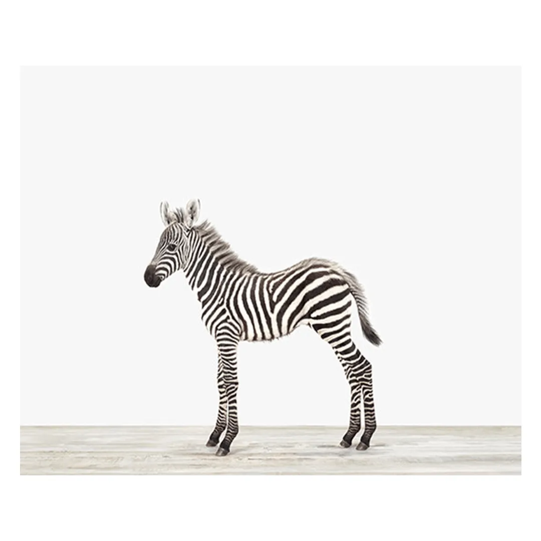Baby Zebra Print
