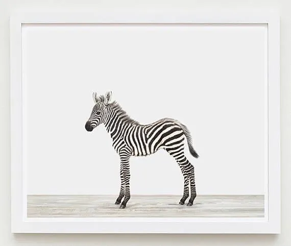 Baby Zebra Print
