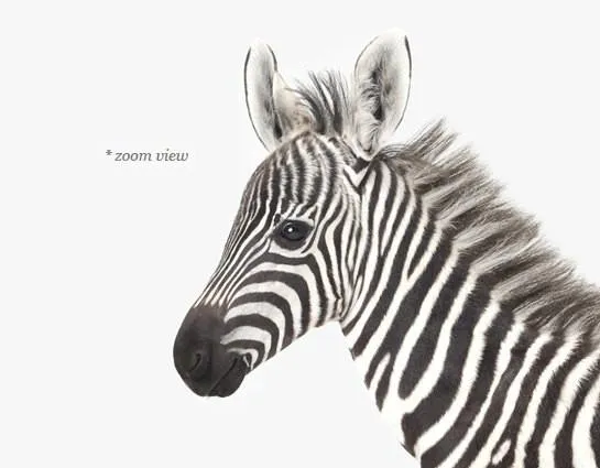 Baby Zebra Print