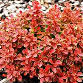 Barberry Shrub Admiration 3g